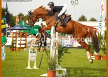 Scottsdale Arabian Horse Show 2026: Ultimate Visitor Guide