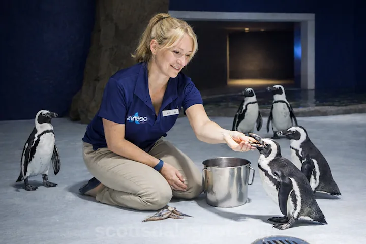 African Black-Footed Penguins at Penguin Point OdySea Aquarium Scottsdale