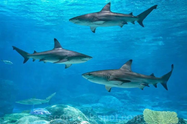 OdySea Aquarium famous shark restroom bathroom with viewing window Scottsdale Arizona