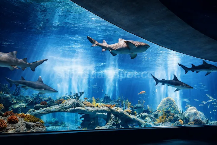 OdySea Voyager rotating aquarium theater with shark viewing windows Scottsdale