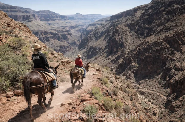 Grand Canyon South Rim Mule Ride