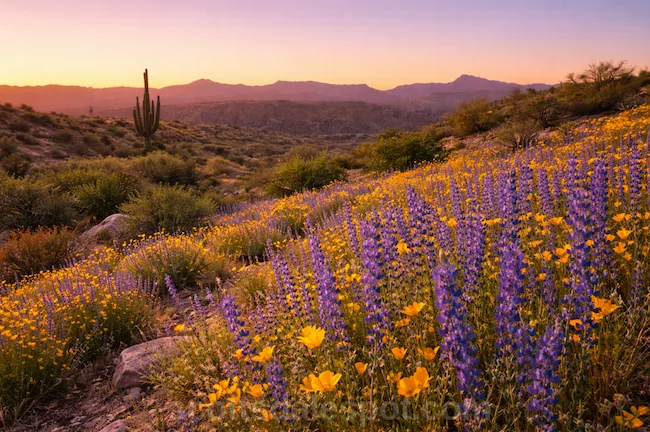 Scottsdale Arizona weather in March with desert wildflowers blooming