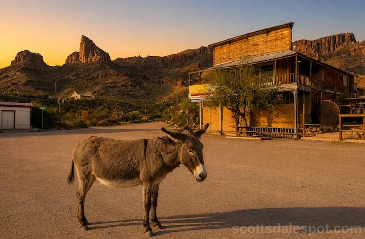 Oatman Arizona ghost town wild burros on Main Street